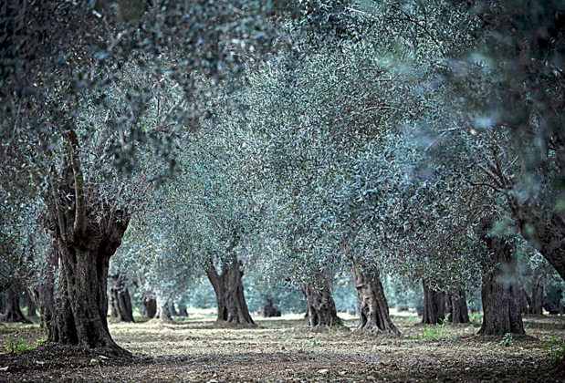 Club Orient - Görsel 37