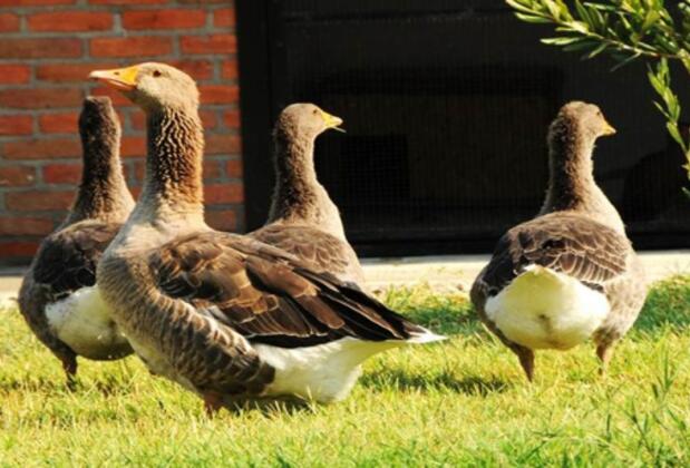 Akkız Han Otel - Görsel 30