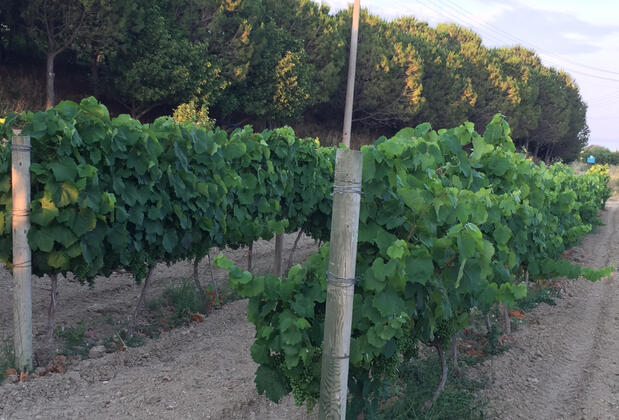 Talay Bağları Konukevi - Görsel 13