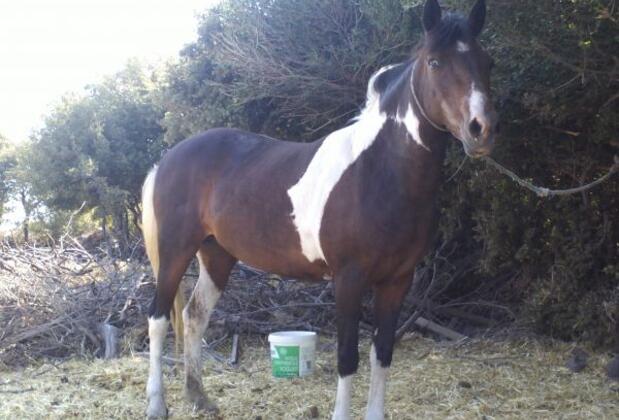 Assos Ehli Beyt Pansiyon & Apart - Görsel 11