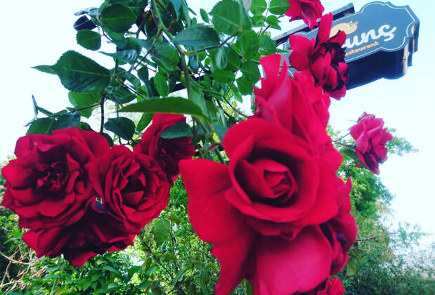 Turunç Pansiyon Seferhisar - Görsel 6