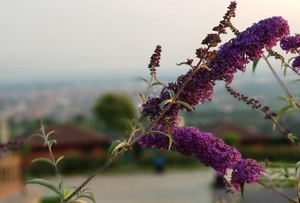 Seyir Terası Bungalow Hotel - Görsel 23
