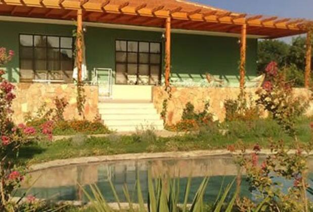 Green Dahlia - Görsel 8