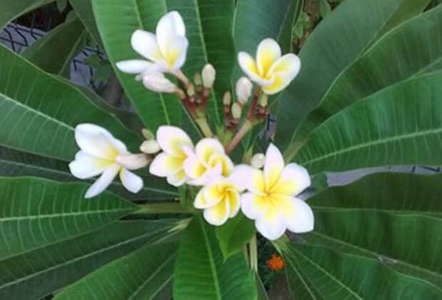 Green Dahlia - Görsel 6