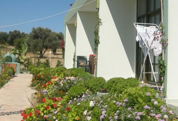 Green Dahlia - Görsel 10