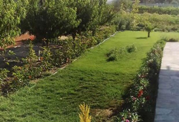 Green Dahlia - Görsel 9