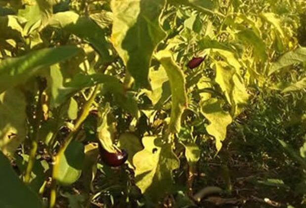 Green Dahlia - Görsel 11