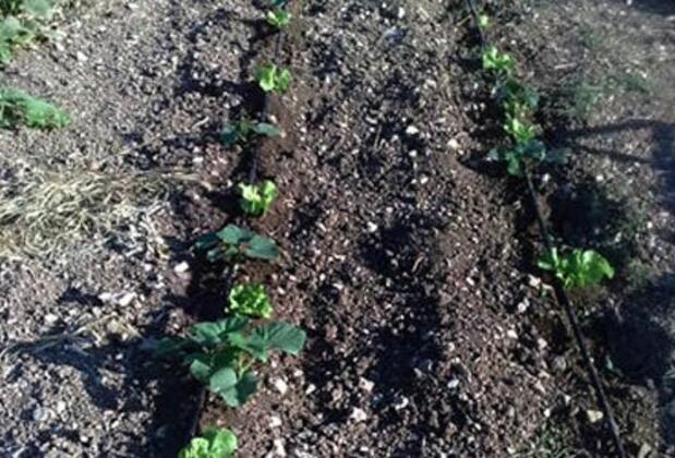 Green Dahlia - Görsel 3