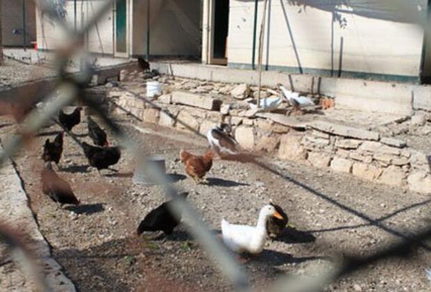 Green Dahlia - Görsel 15