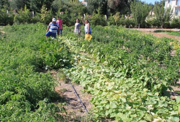 Green Dahlia - Görsel 16