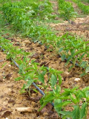 Heyamola Tatil Köyü - Görsel 24