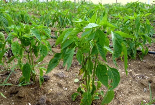 Heyamola Tatil Köyü - Görsel 7