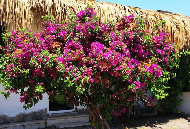 Mia Blu Otel - Görsel 17