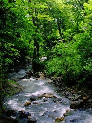Özde Alabalık Dağ Evi - Görsel 7