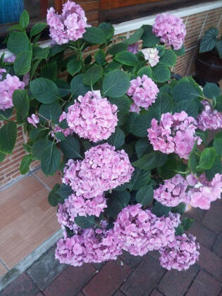 Pınar Otel - Görsel 17