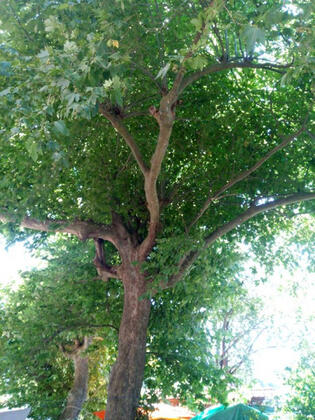 Pınar Otel - Görsel 33