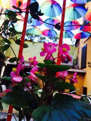 Tirilye Evi Butik Otel - Görsel 21