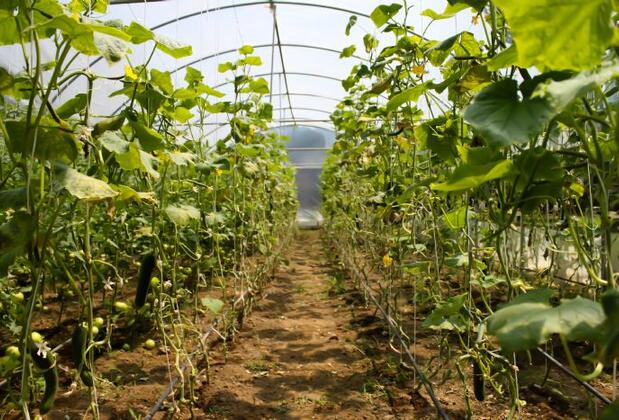 Çiçek Evler Tatil Köyü - Görsel 25