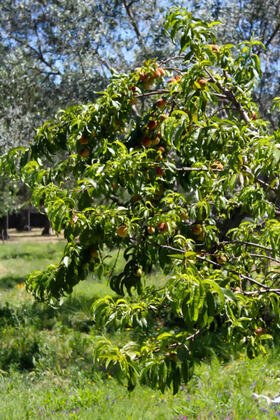 Çiçek Evler Tatil Köyü - Görsel 10