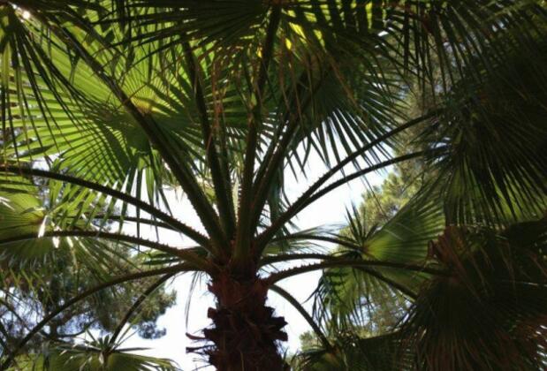 Çıralı Dünya Bungalow - Görsel 9