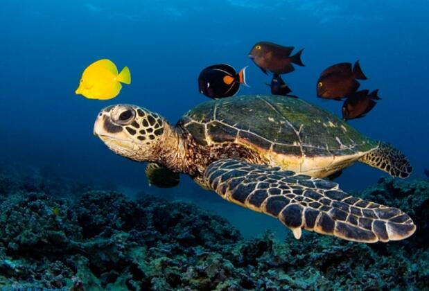 Çıralı Dünya Bungalow - Görsel 30