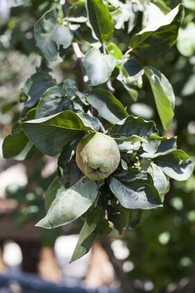 Köyüm Konak - Görsel 7