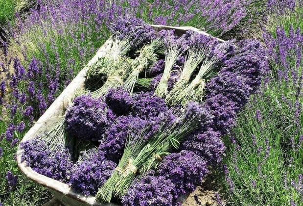 Vadi Alaçatı - Görsel 28