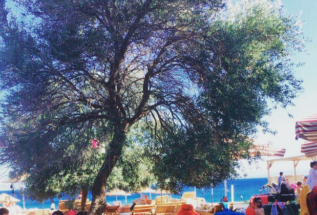 Assos Duru Beach Bungalow Camping - Görsel 17