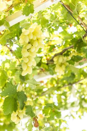 Söğüt Ada Pansiyon - Görsel 24