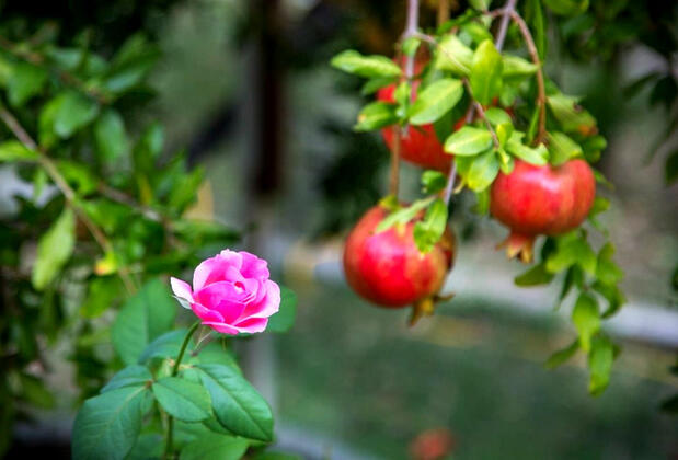 Villa Bağ Evi - Görsel 7