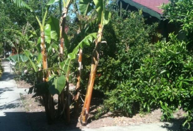 Kaptan Ali Bungalow Hotel - Görsel 8