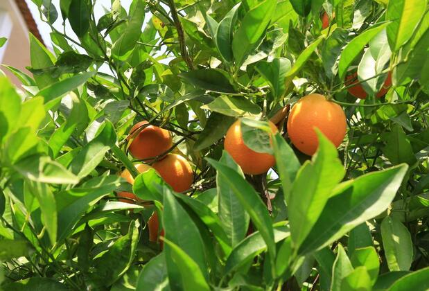 Çıralı Irmak Hotel - Görsel 9