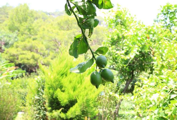 Çıralı Irmak Hotel - Görsel 14