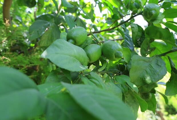 Çıralı Irmak Hotel - Görsel 12