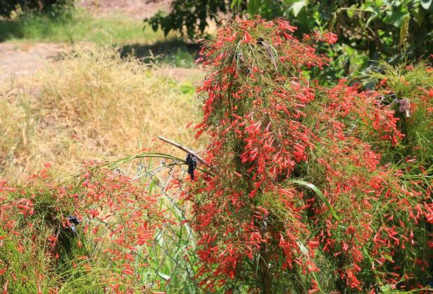 Çıralı Irmak Hotel - Görsel 20