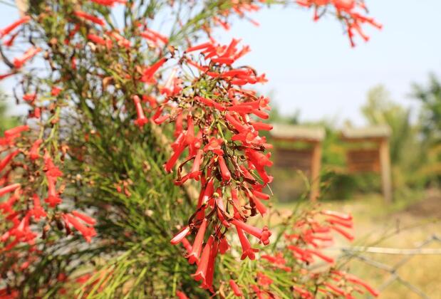 Çıralı Irmak Hotel - Görsel 17