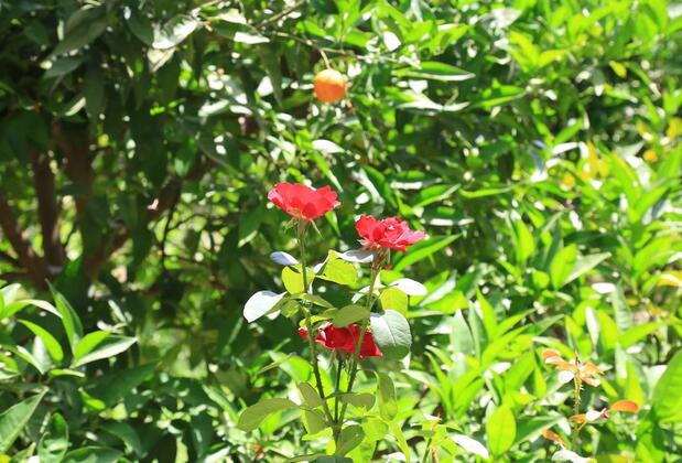 Çıralı Irmak Hotel - Görsel 44