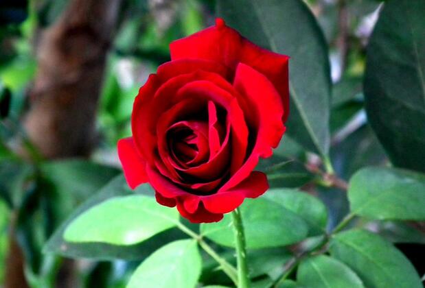 Çıralı Irmak Hotel - Görsel 37