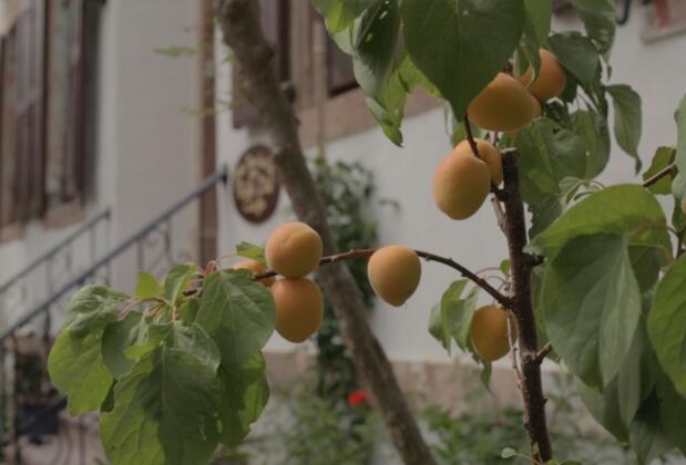 Zeytuna Hotel - Görsel 13