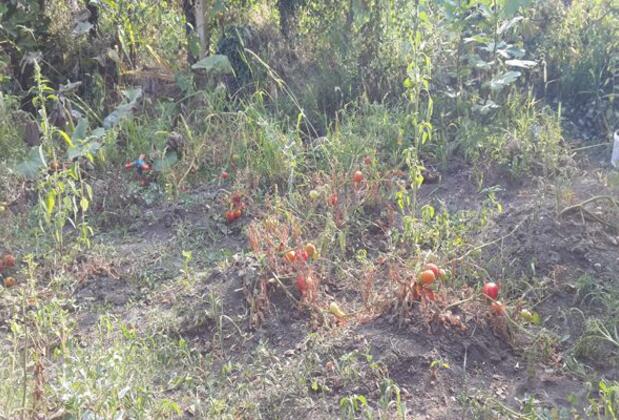 Koç Pansiyon - Görsel 8