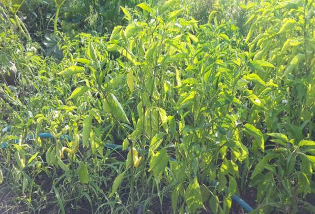 Koç Pansiyon - Görsel 9