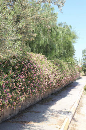 Bellapais Oasis Hotel - Görsel 12