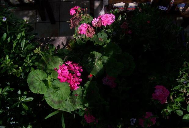 Kuşadası Guest House - Görsel 5