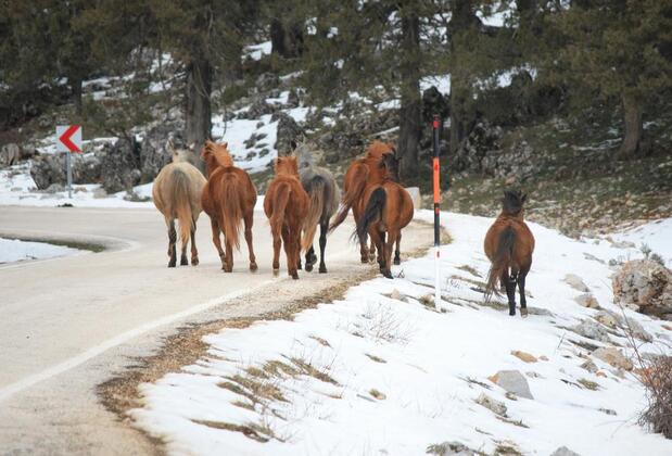 St. Paul Pansiyon - Görsel 15