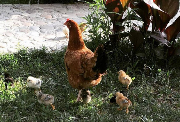 İrene Villas - Görsel 21