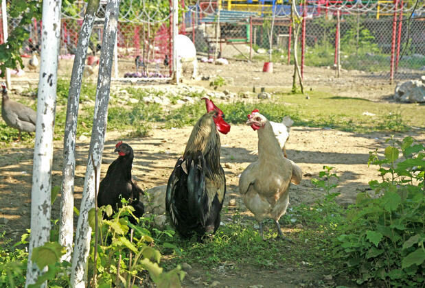 Evcek Köy Yaşam Alanı - Görsel 16