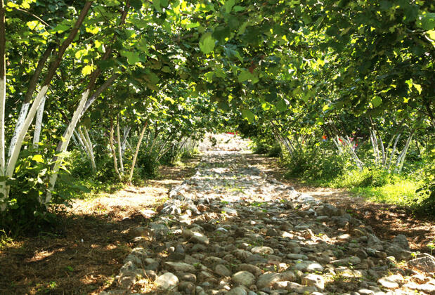 Evcek Köy Yaşam Alanı - Görsel 3