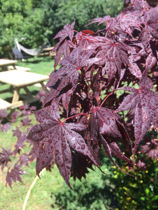 Patica Park - Görsel 6