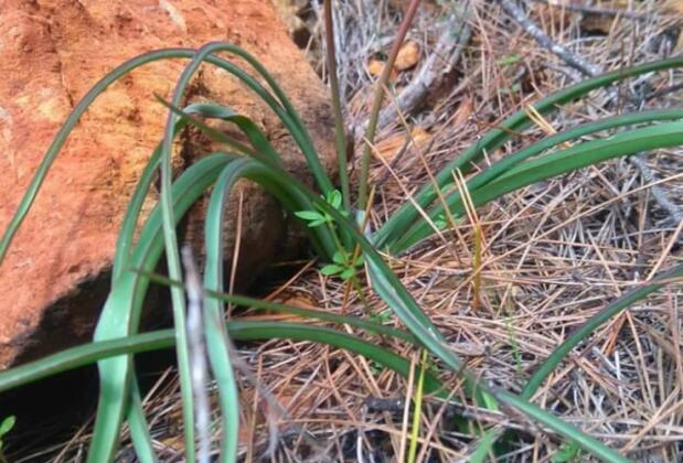 Gürhan Bungalow Adrasan - Görsel 10