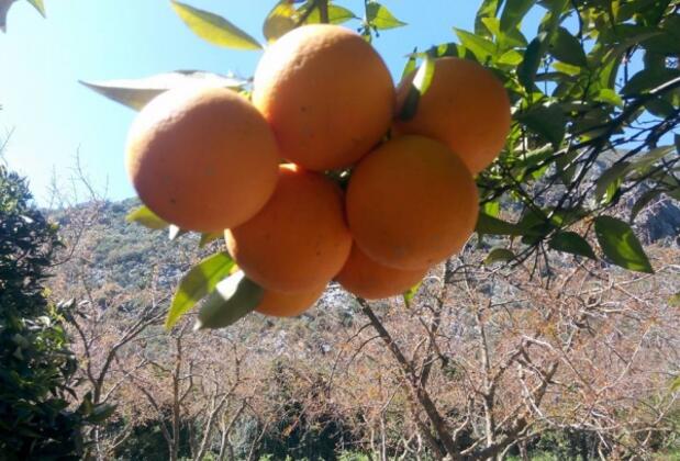 Gürhan Bungalow Adrasan - Görsel 11